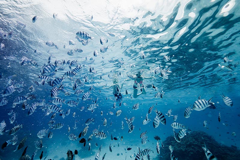 black-white-fish-under-sea